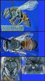   Apis florea  female, photo: A.H. Smith-Pardo 
